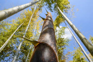 春の竹林　タケノコ