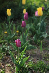 Blooming purple tulips in the garden bed.