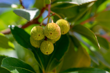 Arbutus unedo evergreen strawberry tree with yellow green unripened fruits, branches with green leaves
