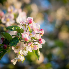 Obraz premium Aplle blossoms on a tree in Spring