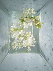 White blossom lilac twig in a glass vase .