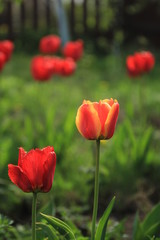 Blooming red tulips on a bed in the garden.