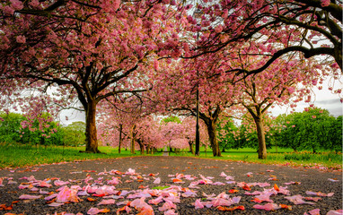 Cherry Blossoms in a Park