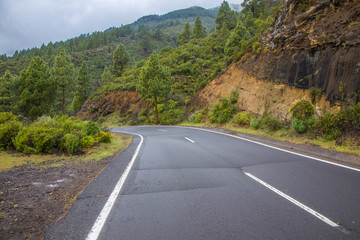 Fototapeta premium Lush vegetation under the Teide National Park at a height of 1000-2000 m
