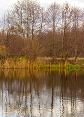 Trees with reflection in a pond in autumn