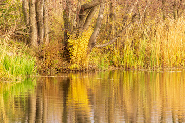 Trees with reflection in a pond in autumn