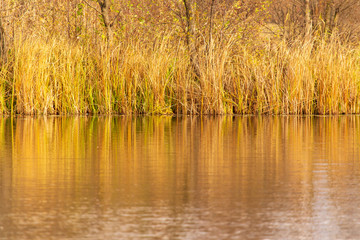 Grass and reed with reflection in the pond