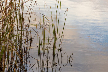 Grass and reed with reflection in the pond