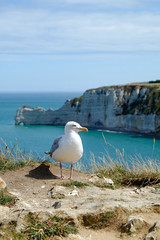 Fototapeta na wymiar Nature Coastline of Etretat in Normandy of France