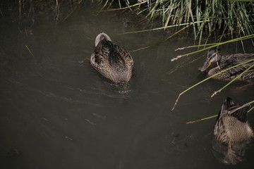 three ducks swim and feed on dark water