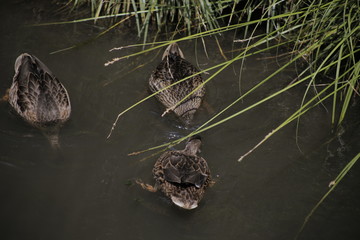 three ducks swim and feed on dark water