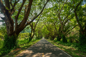 road in forest