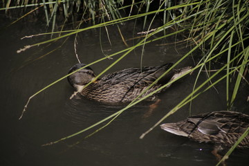 two ducks swim and feed on dark water