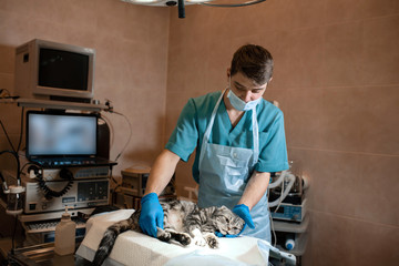 anesthesiologist prepares a cat for surgery. Checks if anesthesia worked . Pet surgery. Pet surgery