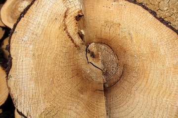 The natural pattern on the sawn wood, as a result of industrial harvesting of wood.