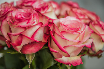 close up of pink roses head 