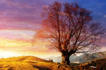 Incredible alone beech tree on a hill slope, glowing in sunlight at Sunset