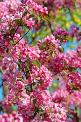 Blühender Zierapfel im Frühling