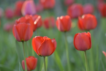 Red tulips in the home garden. Flowers in spring. April evening.