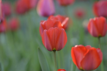 Red tulips in the home garden. Flowers in spring. April evening.
