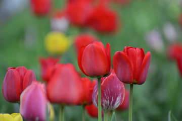 Red and yellow tulips in the home garden. Flowers in spring. April evening.