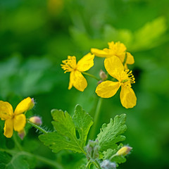 Blühendes Schöllkraut, Chelidonium majus