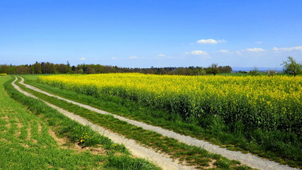 Wanderweg  führt diagonal entlang eines gelben Rapsfeldes unter blauem Himmel