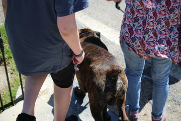 ballader son chien 