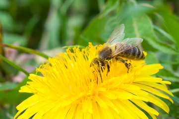 The bee collects honey macros
