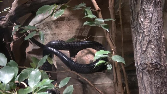 Black Mamba (Dendroaspis polylepis) is extremely venomous snake 