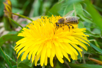 The bee collects honey macros