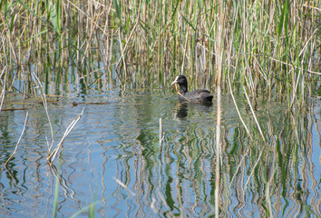 Eurasian coot or common coot, Fulica atra. Interesting black bird with white beak swimming in a pond. The photo was taken in Ormož basins nature reserve, Slovenia, Europe. 