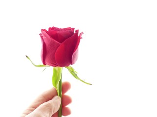 .a closeup soft photo of the hand holding a red rose with a white background.  the valentine or to show emotion of love or gratitude feeling