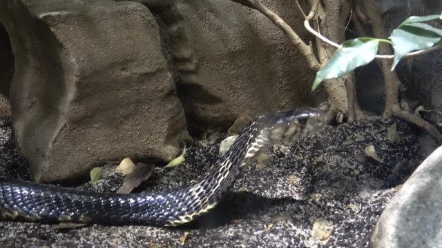 Black Mamba (Dendroaspis polylepis) is extremely venomous snake 