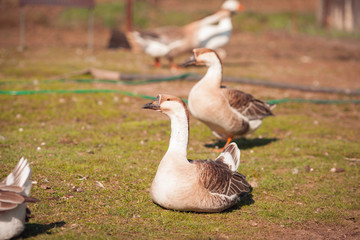 Geese on traditional free range poultry farm. 