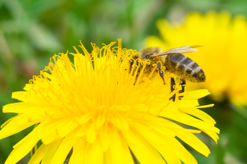 The bee collects honey macros