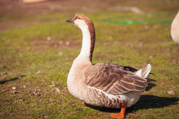 Geese on traditional free range poultry farm. 