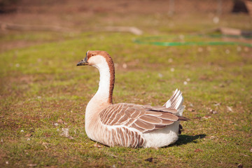 Geese on traditional free range poultry farm. 