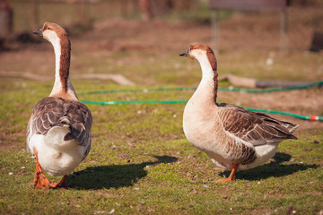 Geese on traditional free range poultry farm. 