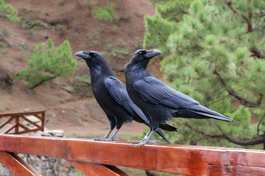 Raven birds closeup in the wild 
