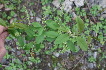  branch with young leaves and flowers in hand