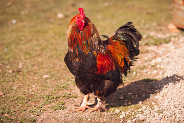 Rooster and hen on traditional free range poultry farm. 