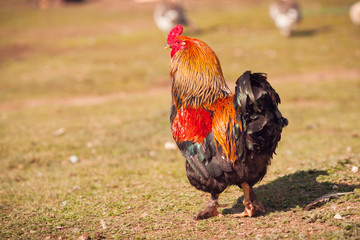 Rooster and hen on traditional free range poultry farm. 