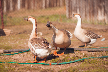 Geese on traditional free range poultry farm. 