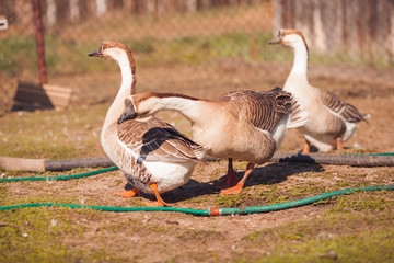 Geese on traditional free range poultry farm. 