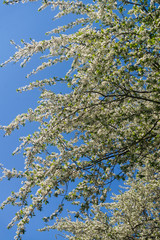 Cherry-plum branches sprinkled with white flowers against a blue sky.