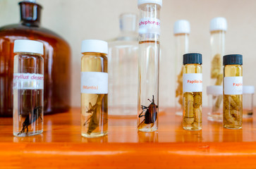 Glass tubes with various insects - Powered by Adobe