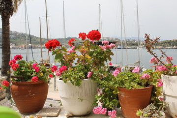 Flowers in the pots
