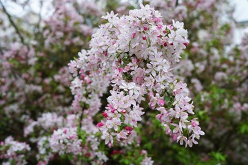 Cherry Apple Blossom blooming, selective focus