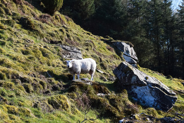 Sheep grazing on the mountainside. Agriculture and livestock in Norway.